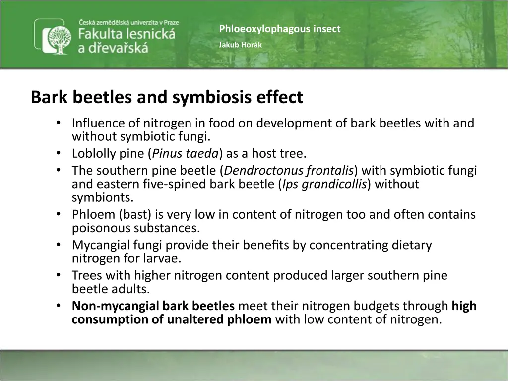 phloeoxylophagous insect 47