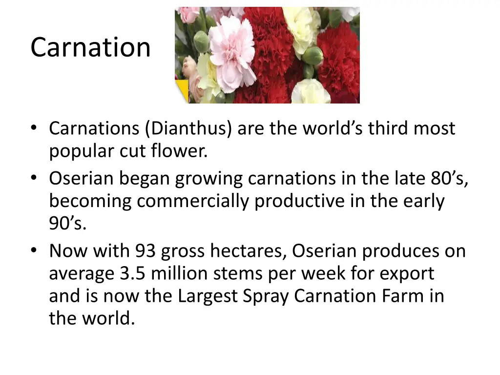 carnation