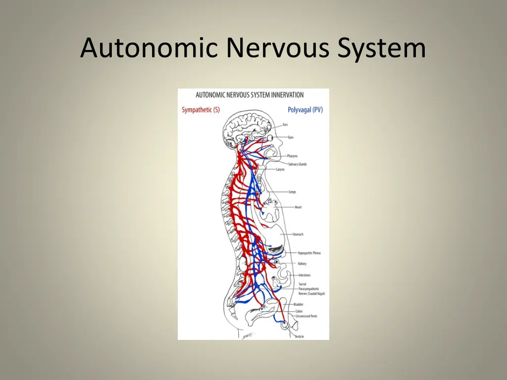 autonomic nervous system