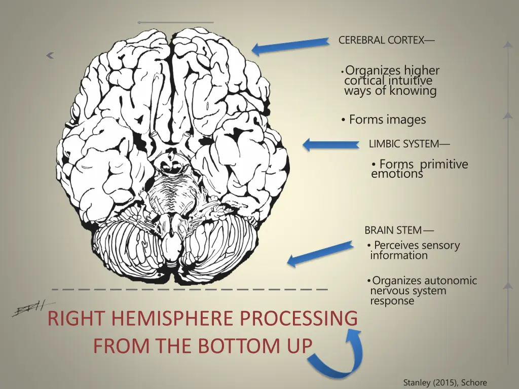 cerebral cortex