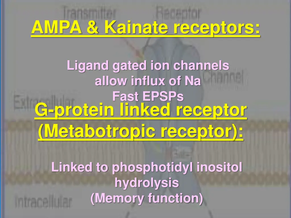 ampa kainate receptors