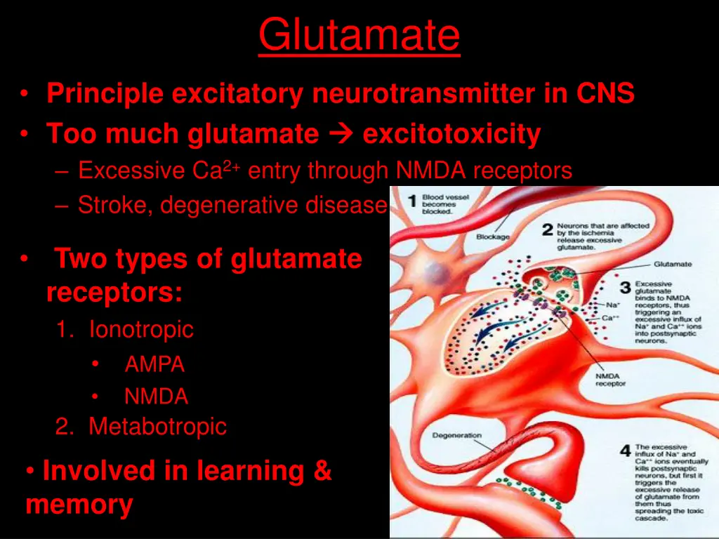 glutamate 1