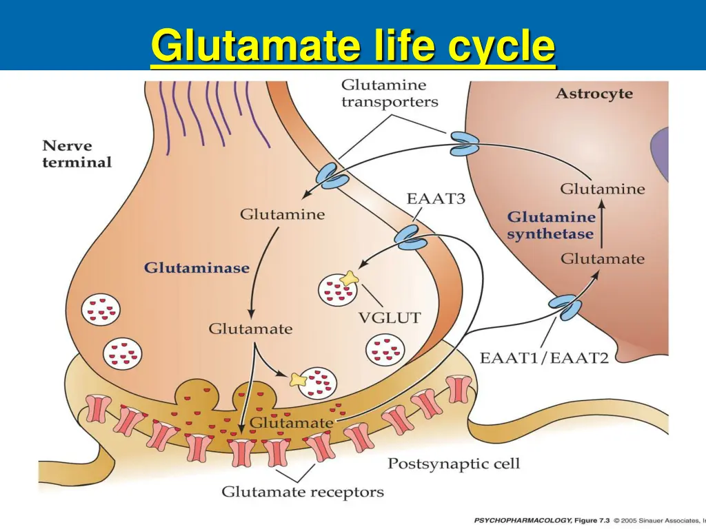 glutamate life cycle