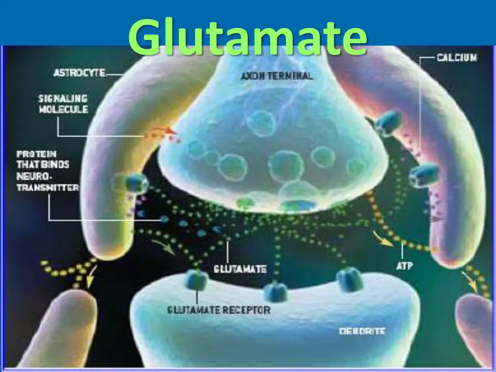 glutamate