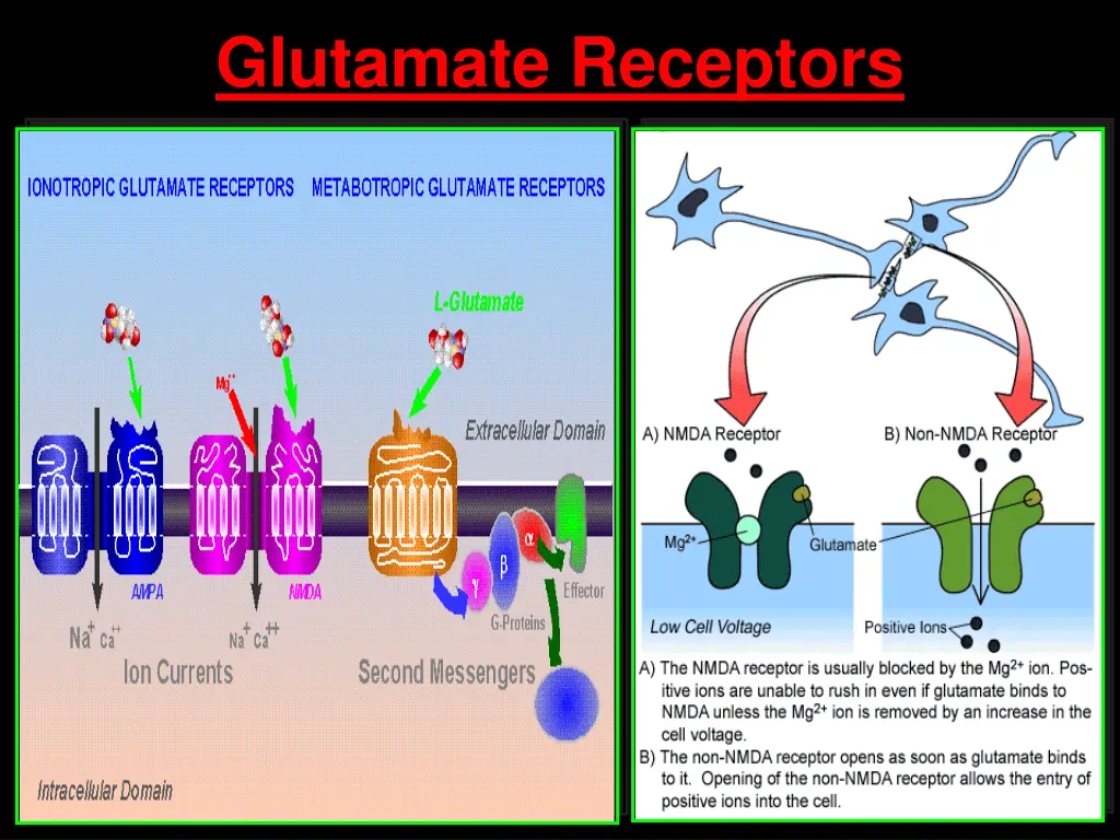 glutamate receptors 1