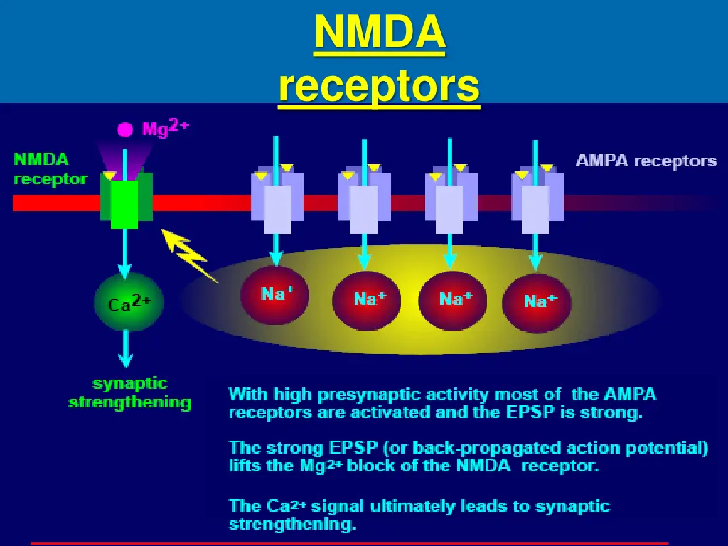 nmda receptors