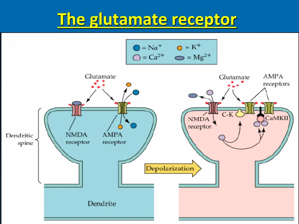 the glutamate receptor