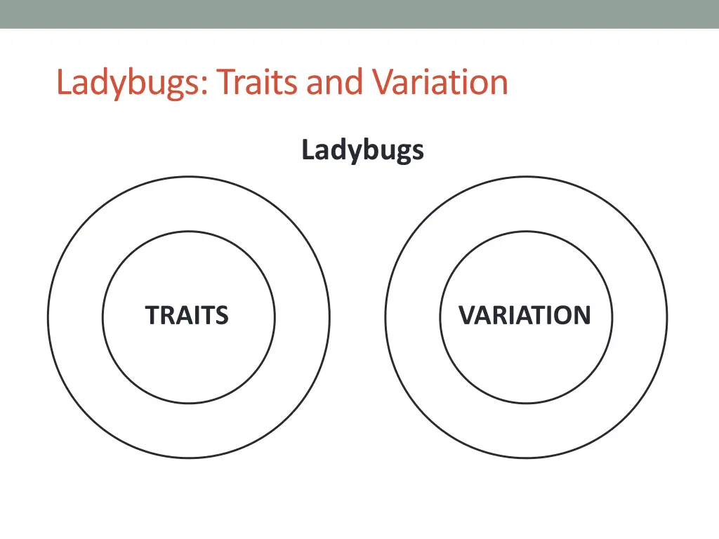 ladybugs traits and variation