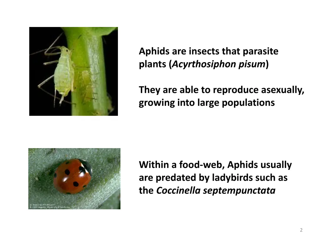 aphids are insects that parasite plants