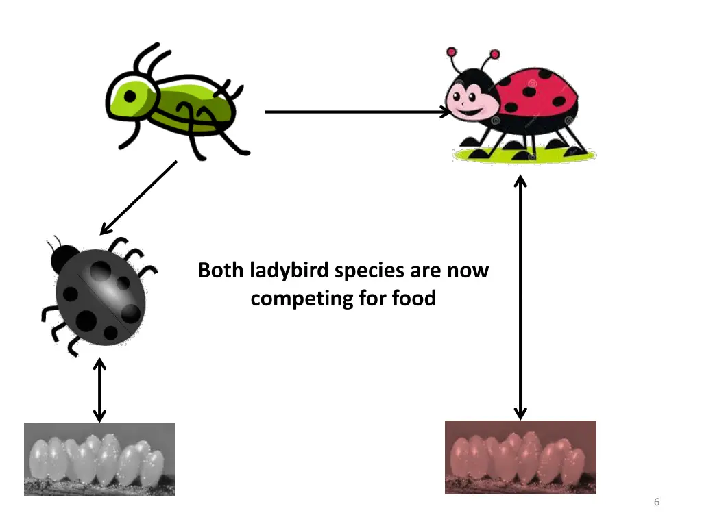 both ladybird species are now competing for food 1