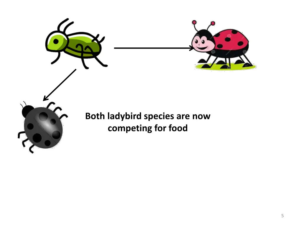 both ladybird species are now competing for food