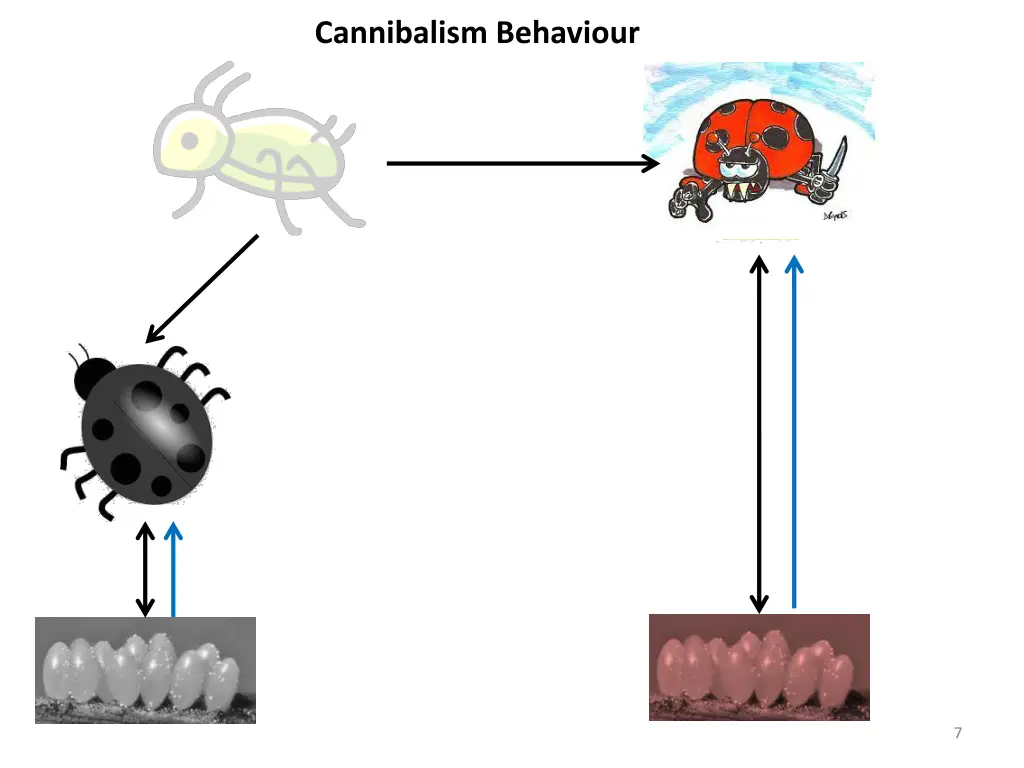 cannibalism behaviour