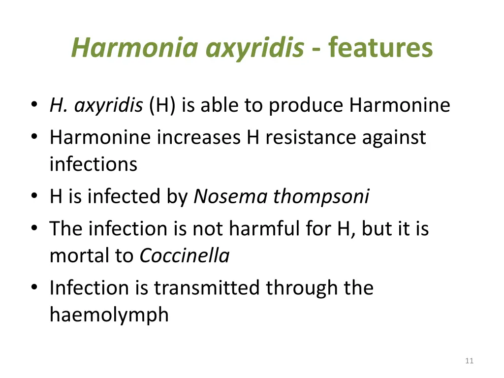 harmonia axyridis features