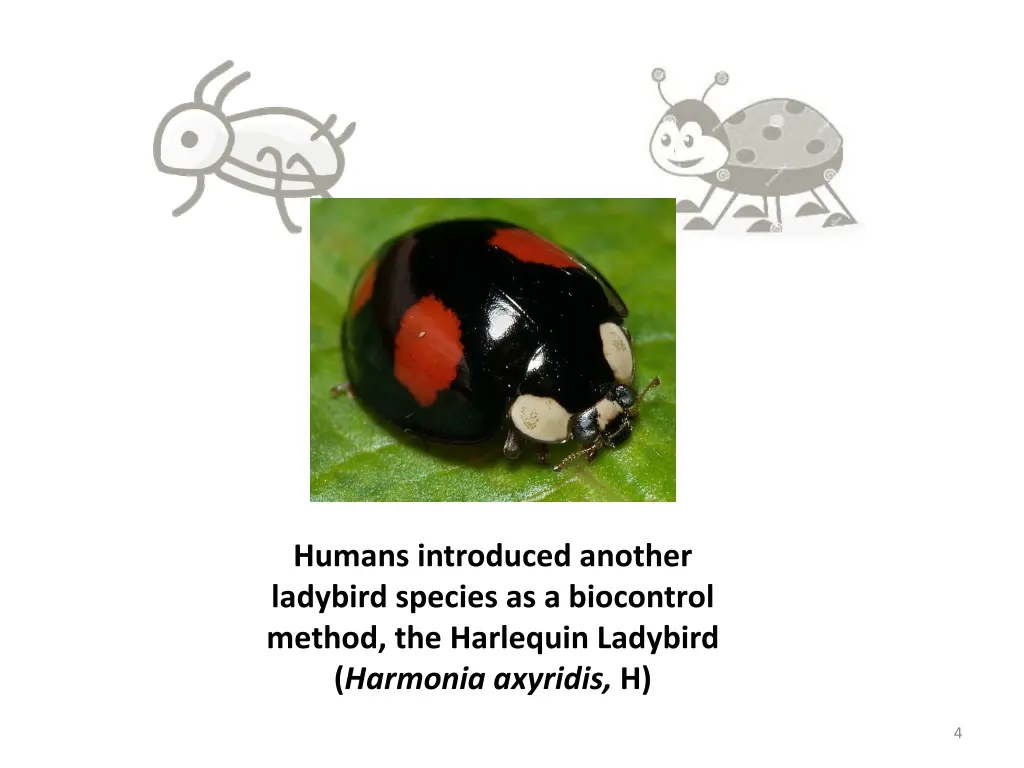 humans introduced another ladybird species