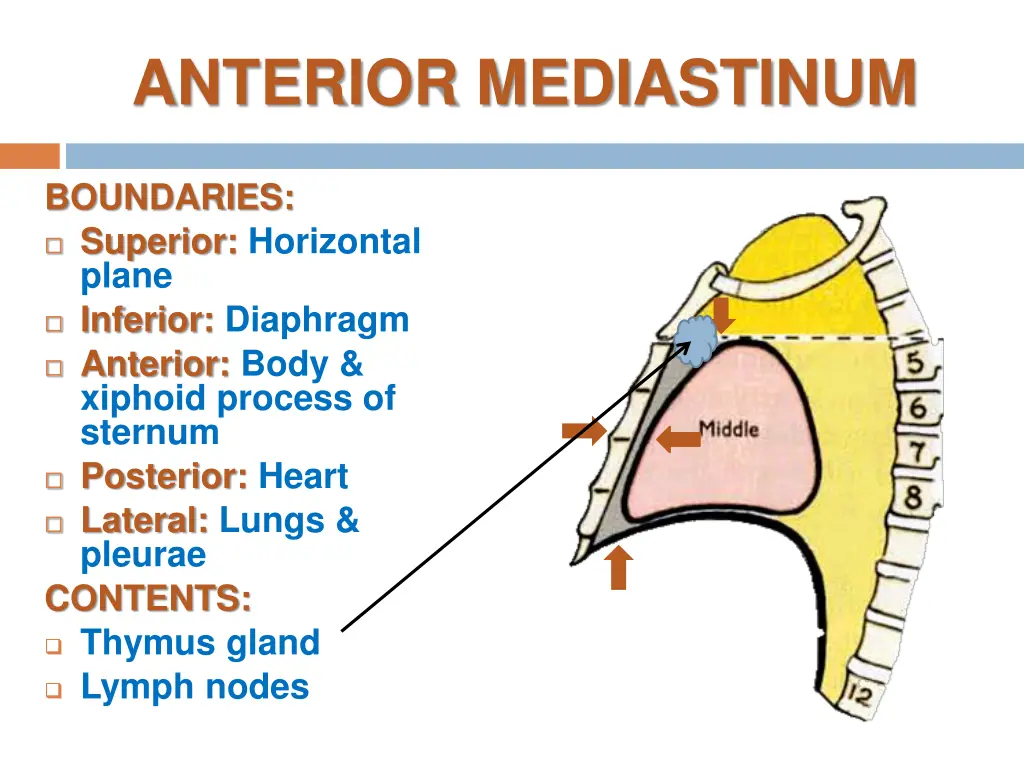 anterior mediastinum