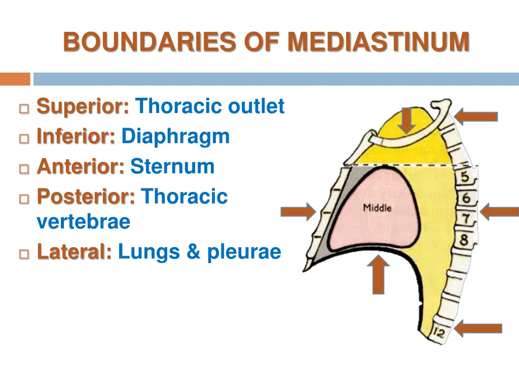 boundaries of mediastinum