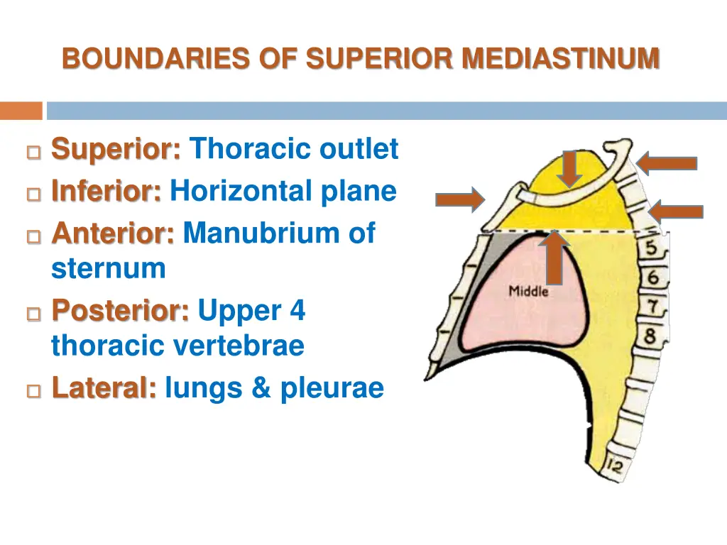 boundaries of superior mediastinum