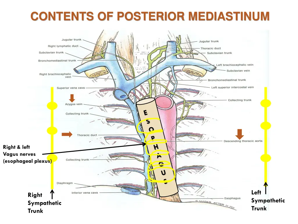 contents of posterior mediastinum 1