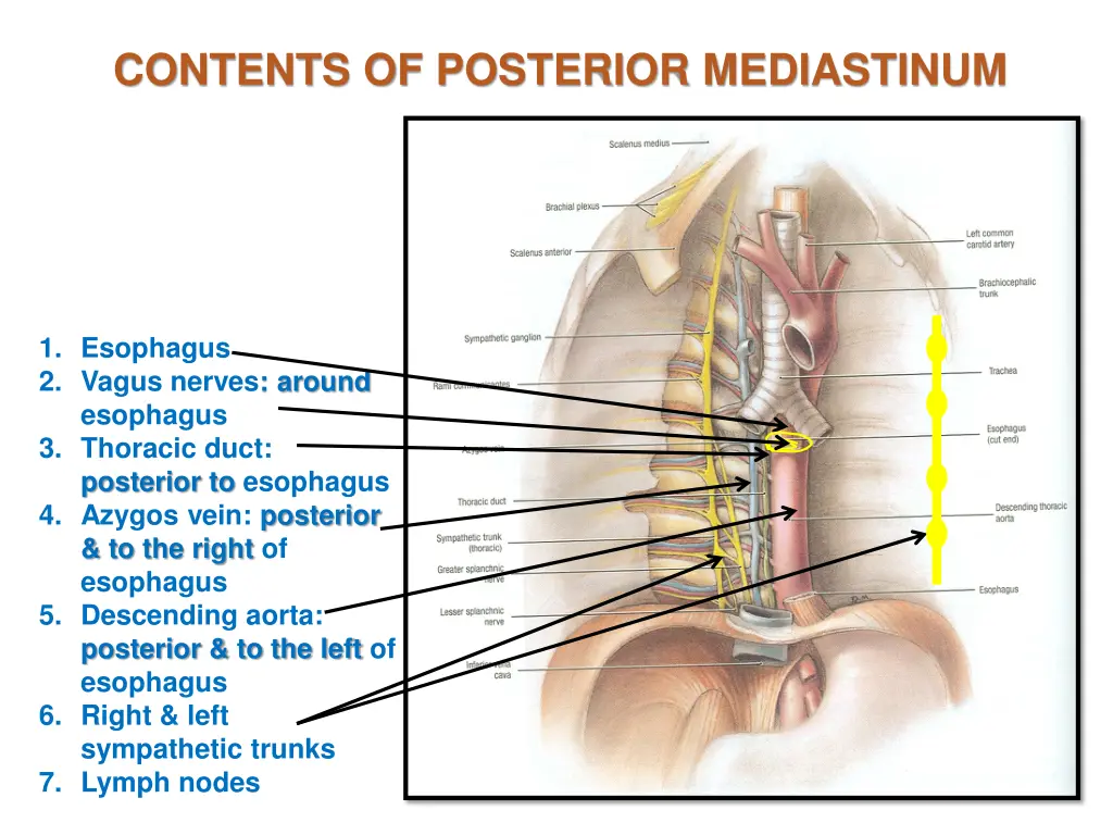 contents of posterior mediastinum