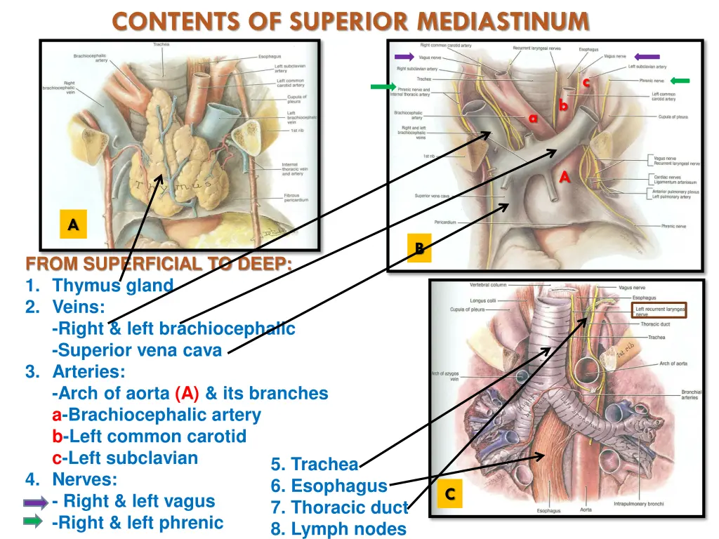 contents of superior mediastinum 1