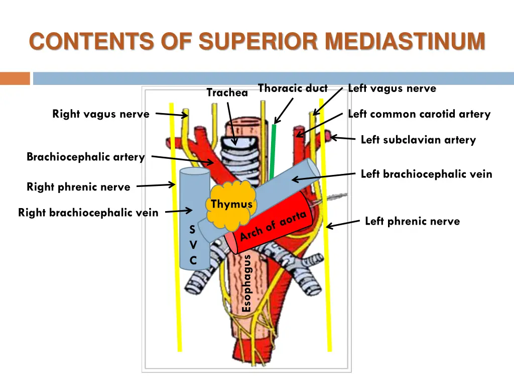 contents of superior mediastinum