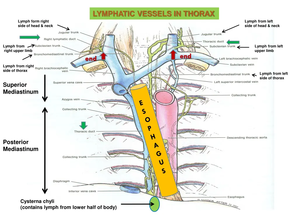 lymphatic vessels in thorax