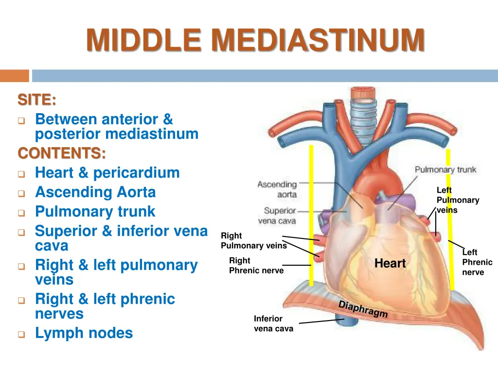 middle mediastinum