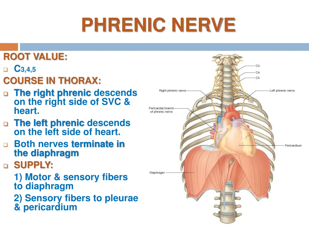 phrenic nerve