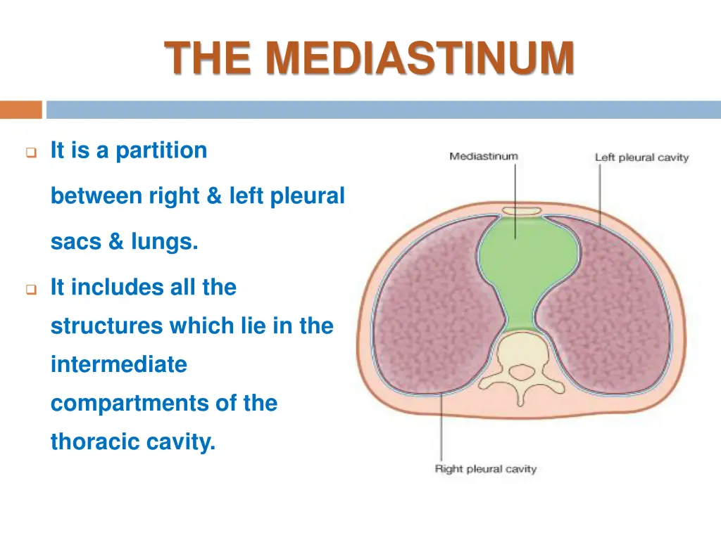 the mediastinum