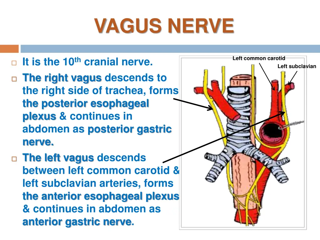 vagus nerve