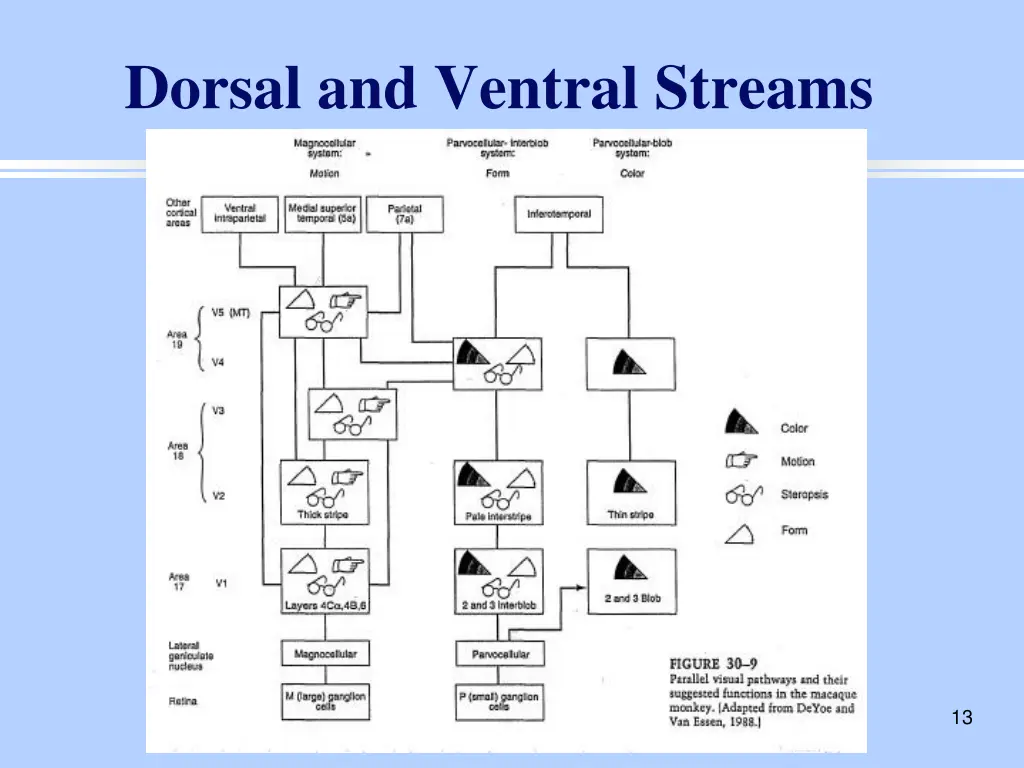 dorsal and ventral streams