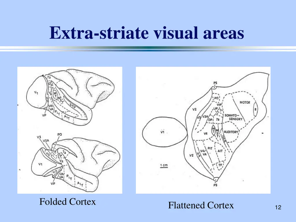 extra striate visual areas