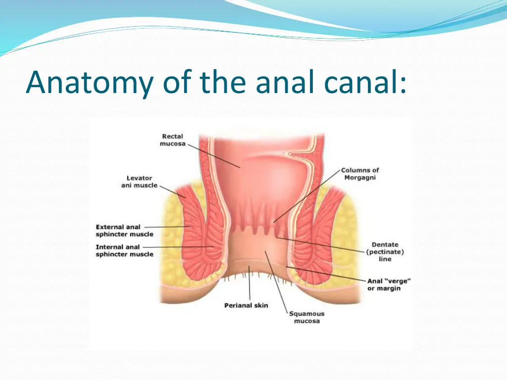 anatomy of the anal canal