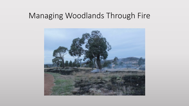 managing woodlands through fire