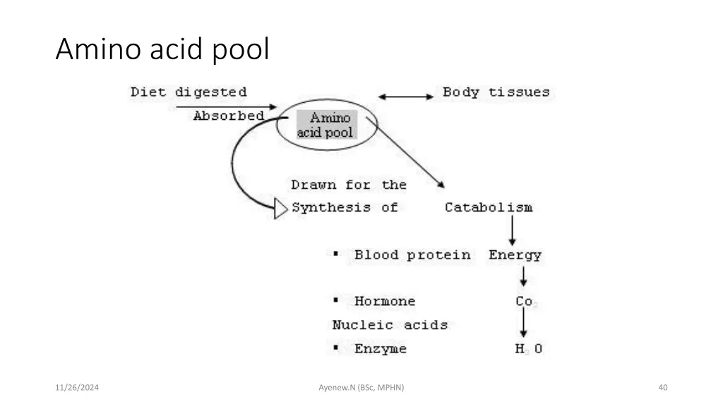 amino acid pool