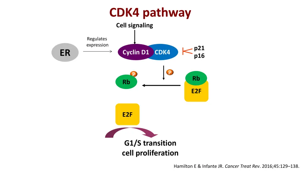 cdk4 pathway