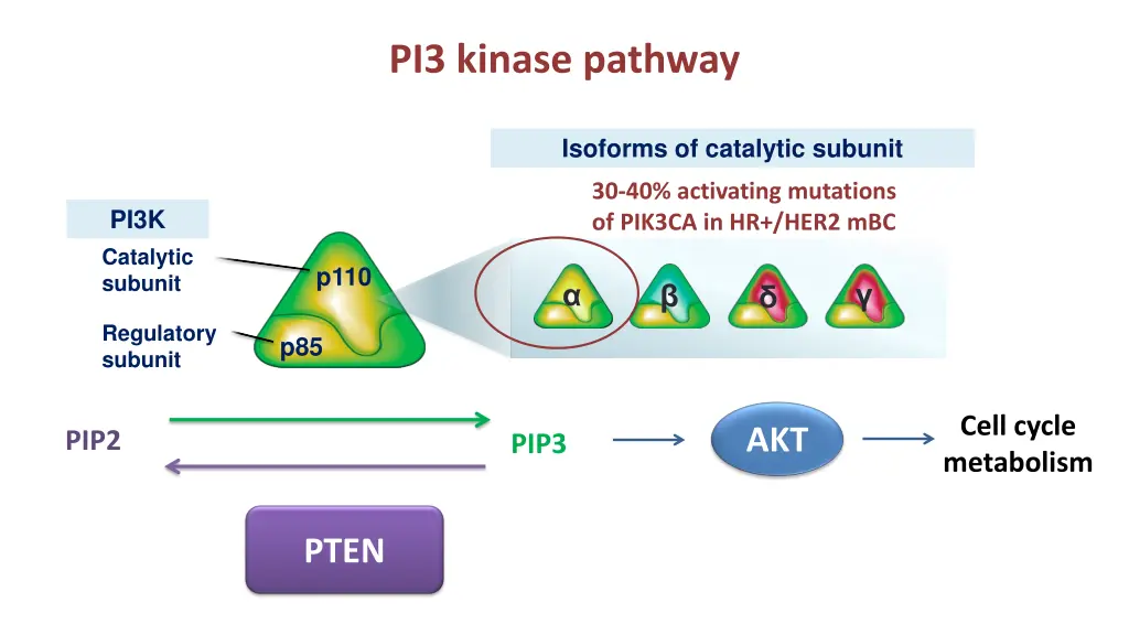 pi3 kinase pathway