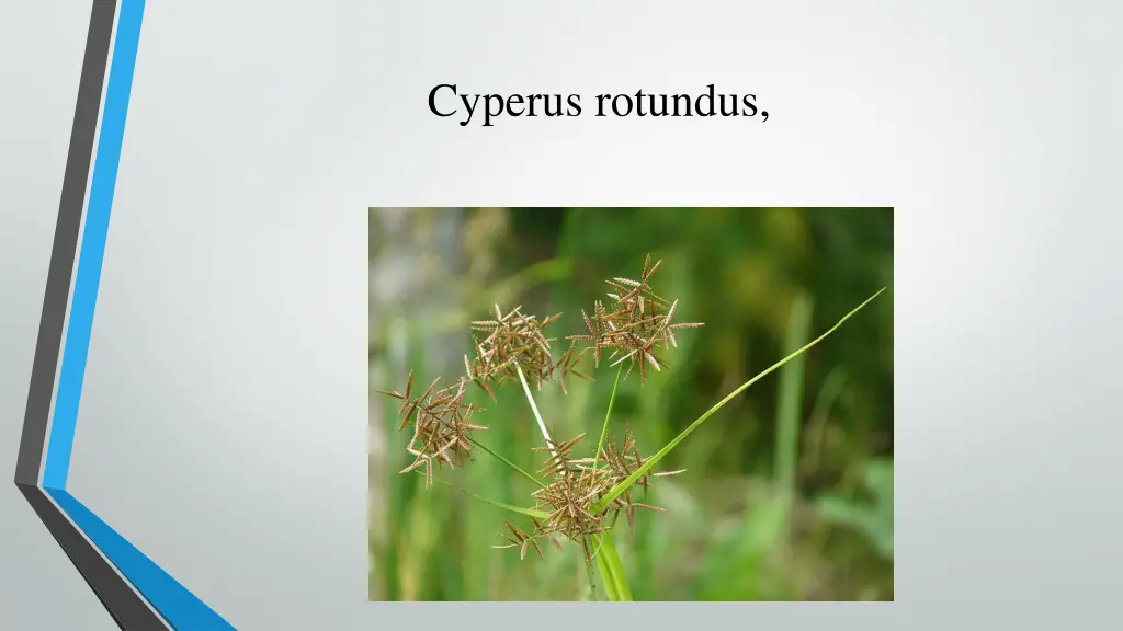 cyperus rotundus