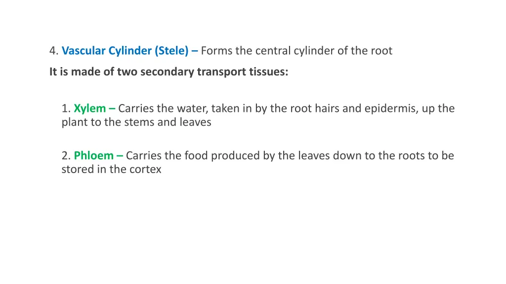 4 vascular cylinder stele forms the central