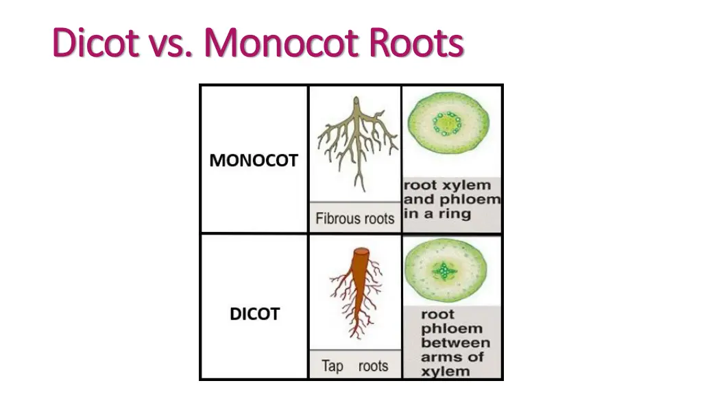 dicot vs monocot roots dicot vs monocot roots