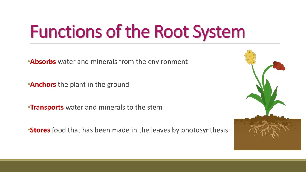 functions of the root system functions