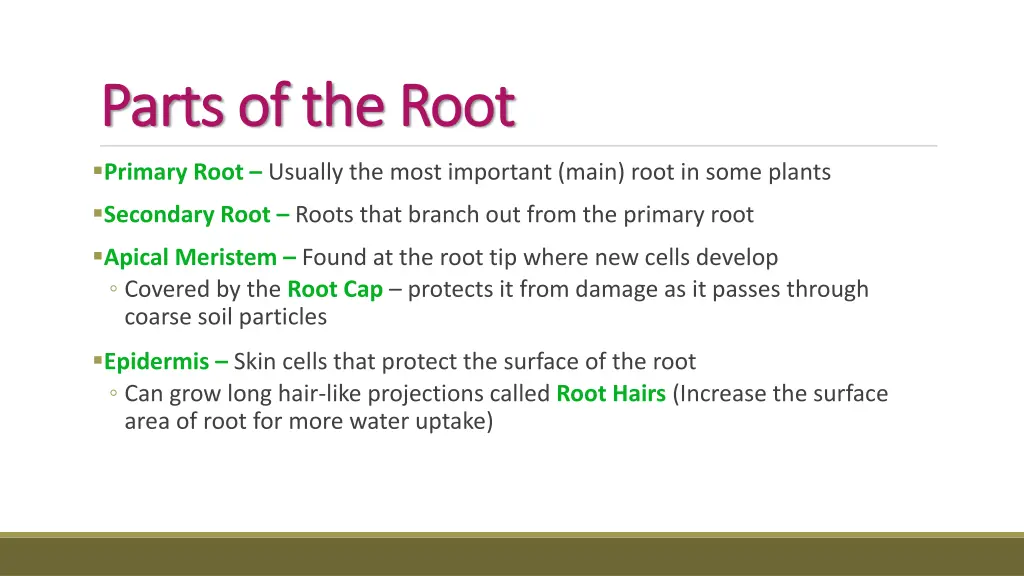 parts of the root parts of the root