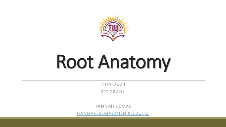 root anatomy root anatomy