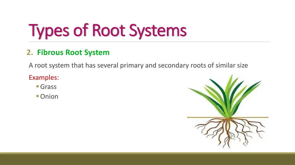 types of root systems types of root systems 1