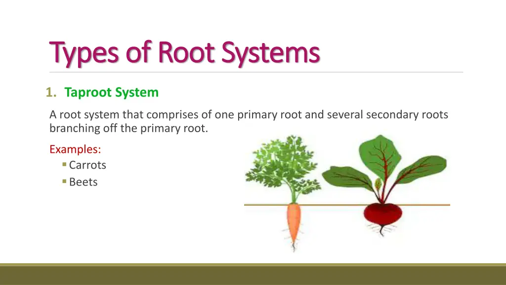 types of root systems types of root systems