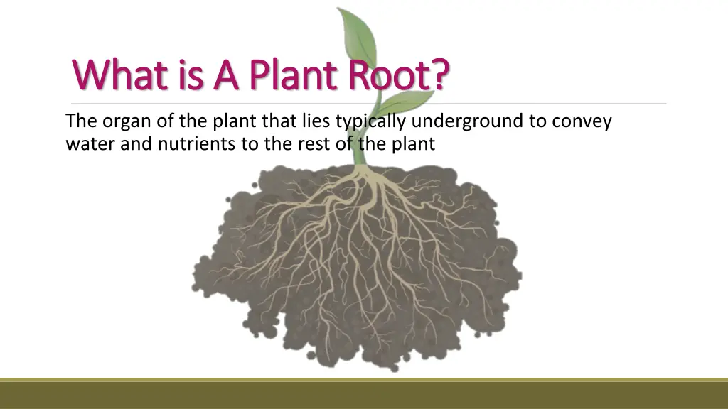 what is a plant root what is a plant root