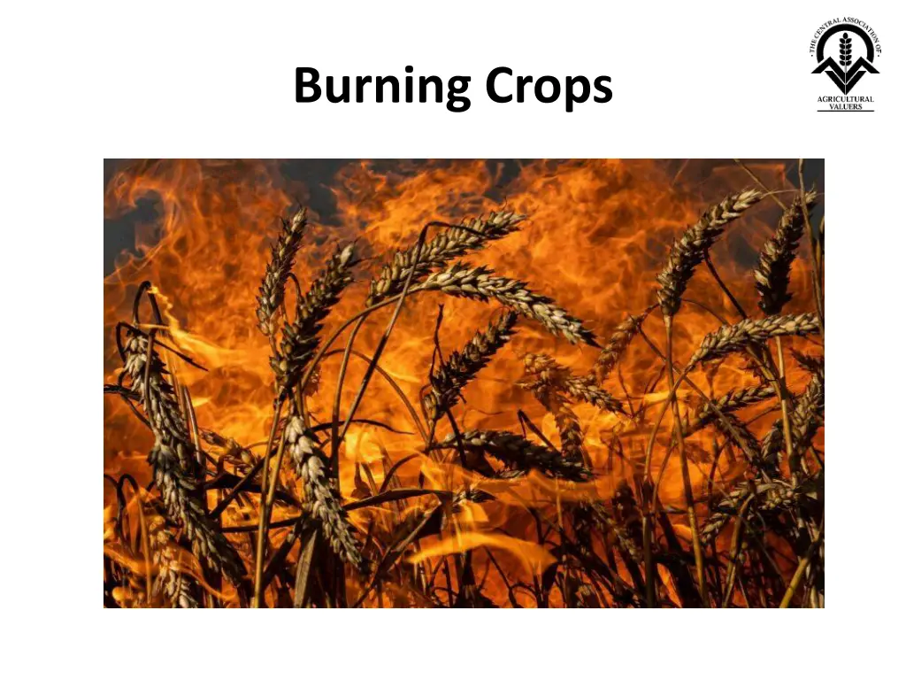 burning crops