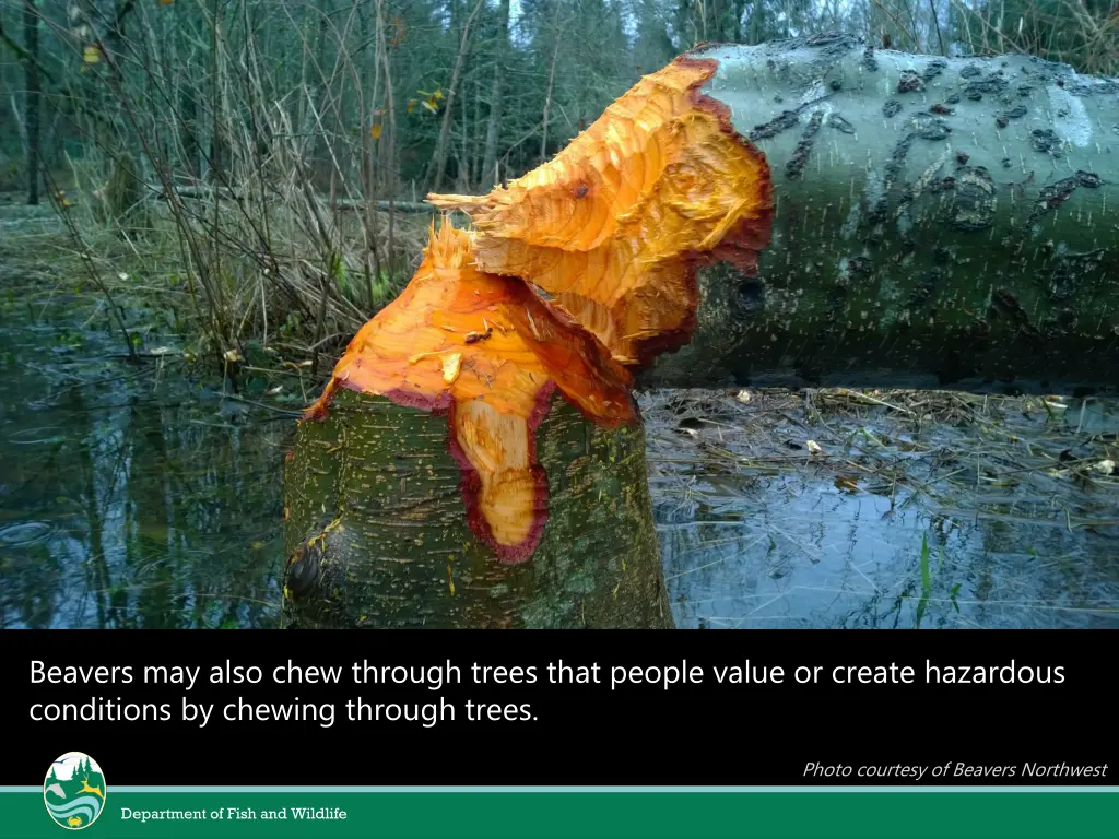 beavers may also chew through trees that people