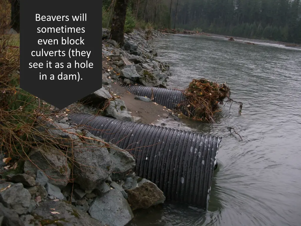 beavers will sometimes even block culverts they