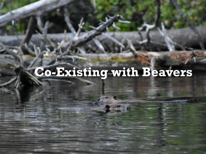 co existing with beavers